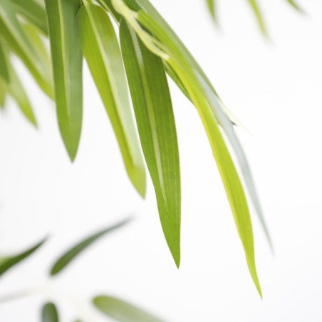 Bamboo  Np0076_210 Ύψος 210cm Newplan