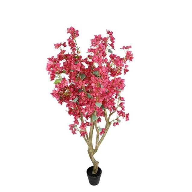 Bougainvillea  Np0422_170  Ύψος 170cm Newplan