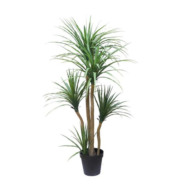 Dracaena  Np_28_155  Ύψος 155cm Newplan