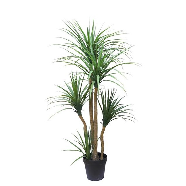 Dracaena  Np_28_155  Ύψος 155cm Newplan