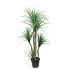 Dracaena  Np_28_155  Ύψος 155cm Newplan