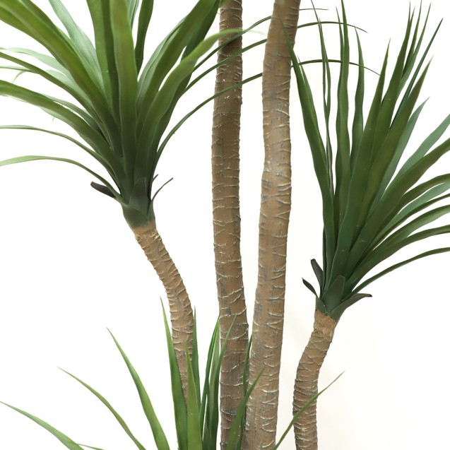 Dracaena  Np_28_155  Ύψος 155cm Newplan
