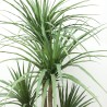 Dracaena  Np_28_155  Ύψος 155cm Newplan