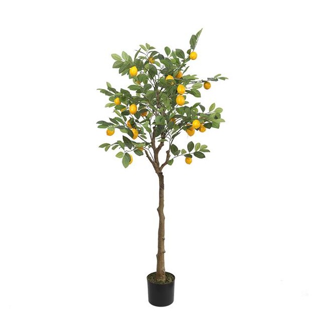 Lemon Tree  Np_30_170  Ύψος 170cm Newplan