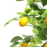 Lemon Tree  Np_30_170  Ύψος 170cm Newplan