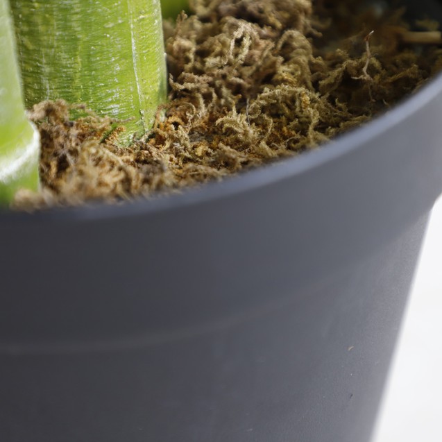 Palm Tree  Np5506_180_22  Ύψος 180cm Newplan