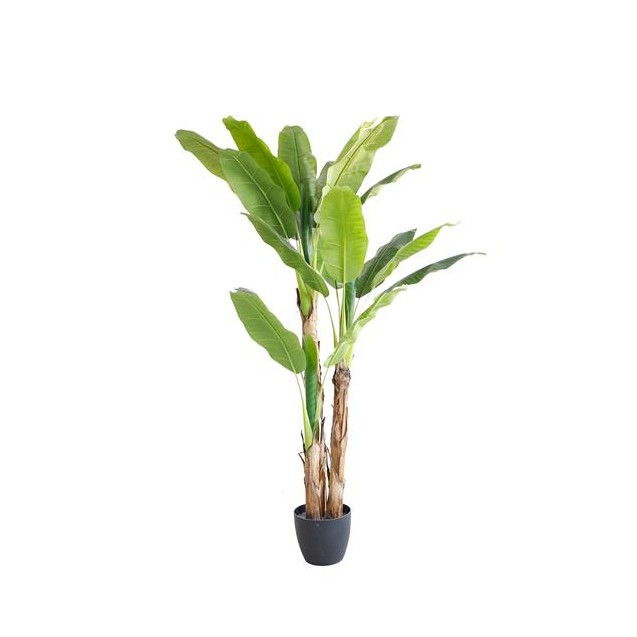 Banana Tree Np6327_180_22  Ύψος 180cm Newplan