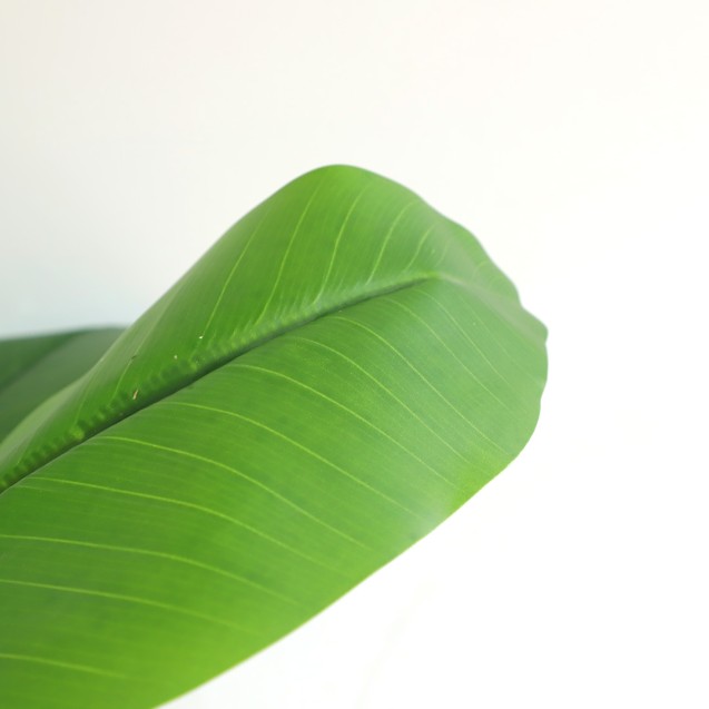 Banana Tree Np708_220  Ύψος 220cm Newplan